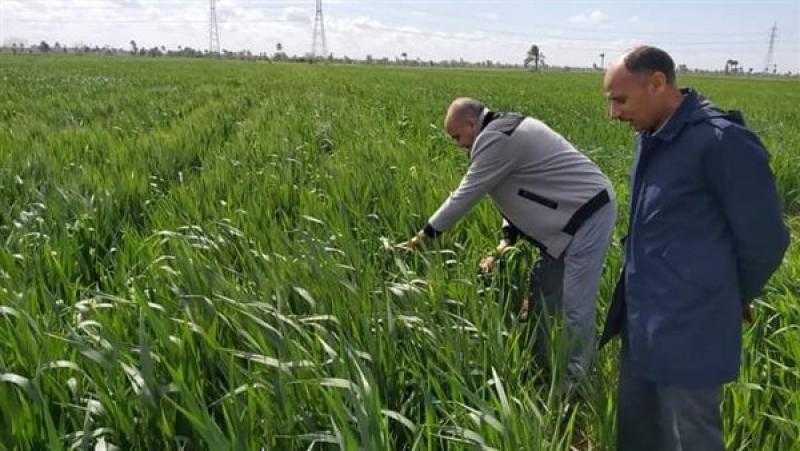 مركز تغير المناخ يعلن مفاجأة بشأن تأثير الطقس على الزراعات
