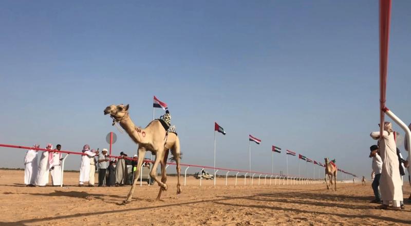 تحت إشراف الاتحاد الإماراتي للهجن.. انطلاق سباق الهجن بالعلمين بمشاركة 1600 متسابق
