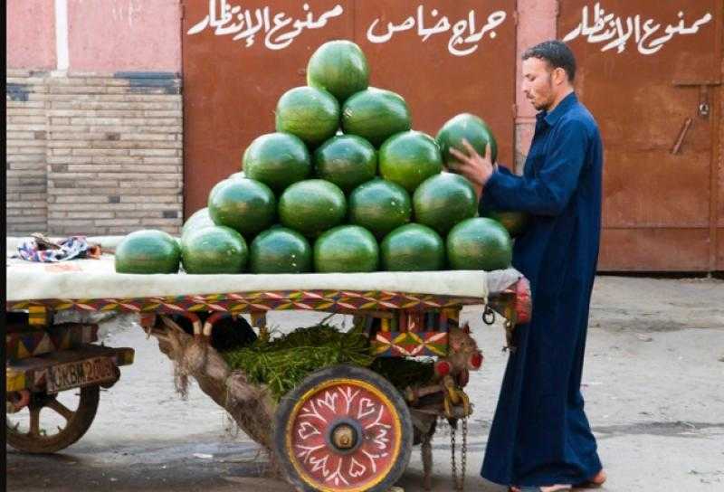 في اليوم العالمي له .. أول حصاد مسجّل للبطيخ منذ حوالي 5000 سنة في مصر