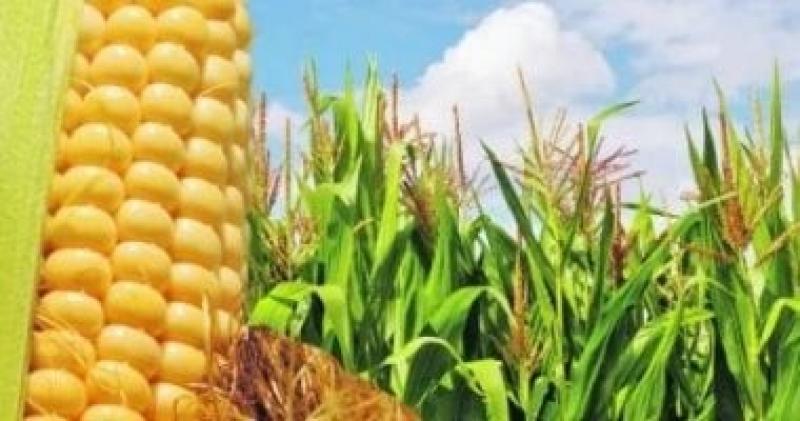 9 أسباب تجعلك تتناول الذرة الحلوة.. غنية بالفتيامينات