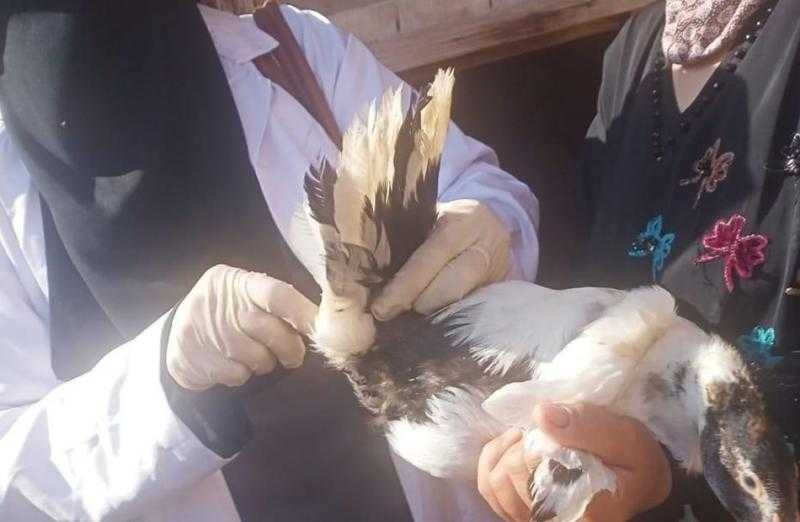 تحصين 935 ألف و159 طائرًا ضد الأمراض الوبائية في كفر الشيخ خلال 7 أشهر