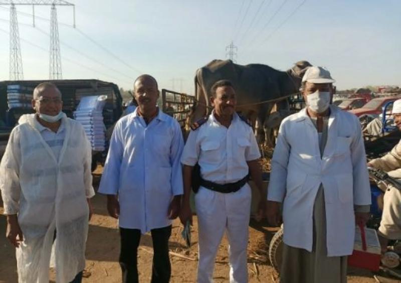 فحص وتحصين الماشية بالأسواق ضد الحمى القلاعية والوادي المتصدع بالأقصر.. صور