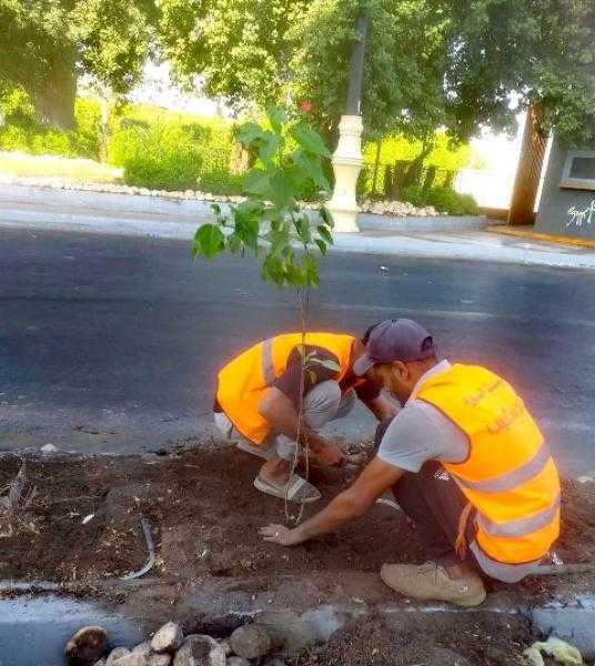 ضمن مبادرة 100 مليون شجرة.. زراعة 120 شتلة بمنطقة ميدان الإبروتيل بالأقصر