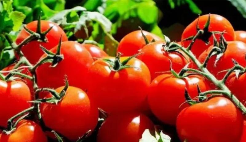 هتبقى بـ7 جنيه.. موعد انخفاض سعر الطماطم في الأسواق