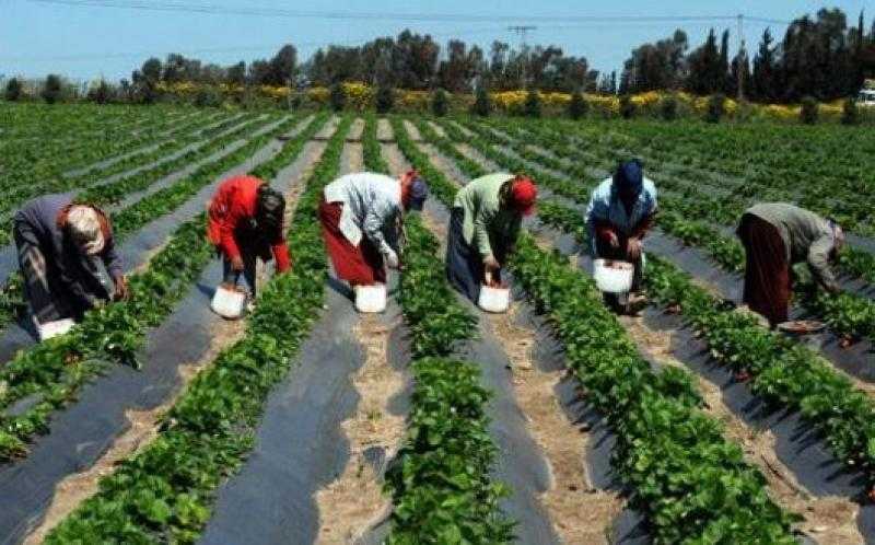 استرداد 781 فدان من مستثمرين غير جادين في البحيرة