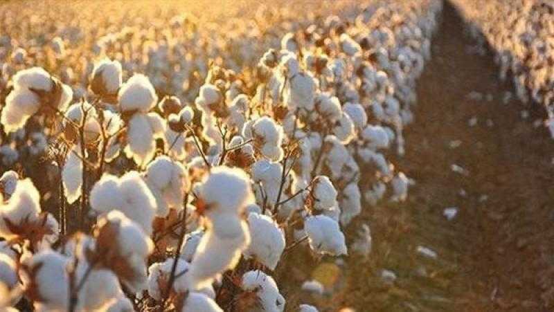 وليد يحيى: القطن المصري يحتل التصنيف الأول على مستوى العالم من حيث الجودة