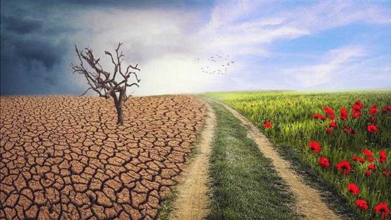 الزراعة: الفوسفيت يساعد النبات على التكيف مع درجات الحرارة العالية