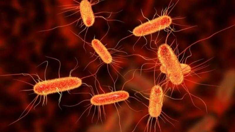 أستاذ مناعة يكشف أعراض بكتيريا الإيكولاي