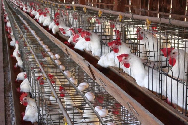 بورصة الدواجن اليوم.. أسعار الفراخ البيضاء 75 جنيها بالمزرعة