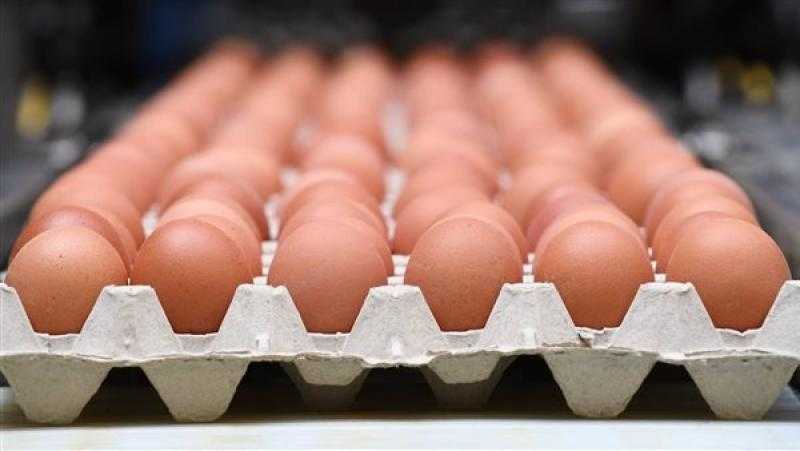 بـ 150 جنيه كل يوم.. وزير الزراعة يعلن خبرا مهما للمواطنين