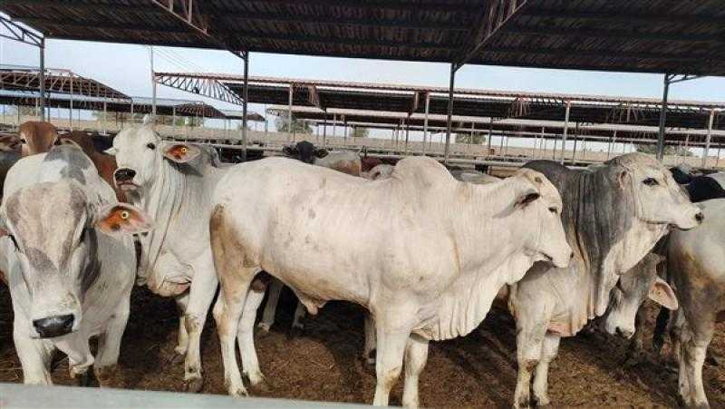 وصول 1320 رأس عجول حية بوزن 420 طن لميناء سفاجا من جيبوتي