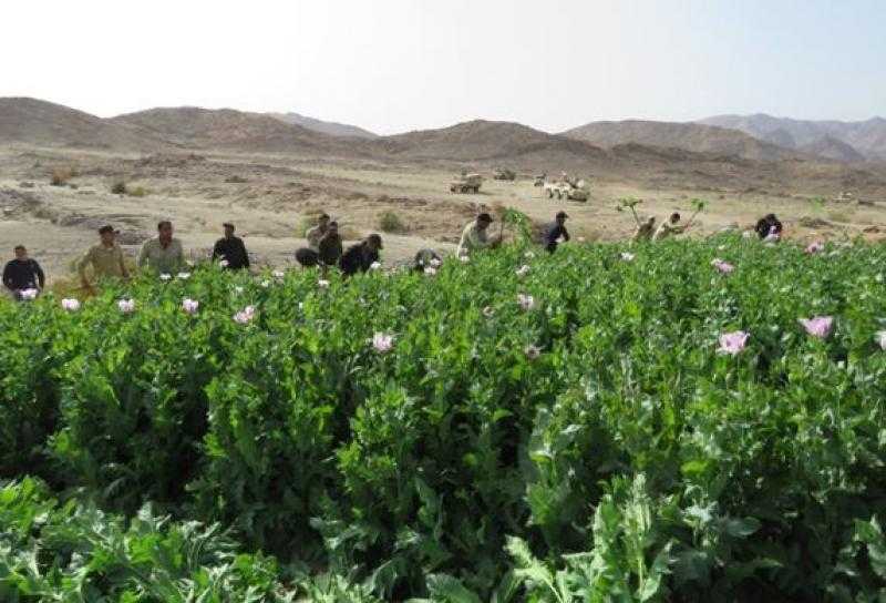 مساحتها 3 أفدنة.. حبس عاطلين لزراعتهما مخدر البانجو في مزرعة بالواحات البحرية