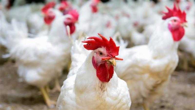رئيس شعبة الدواجن: لدينا مشكلة في التسعير وليس الإنتاج