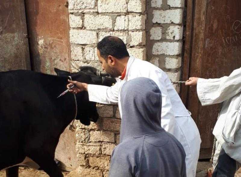 علاج 450 رأس ماشية في قافلة بيطرية بمحافظة البحيرة