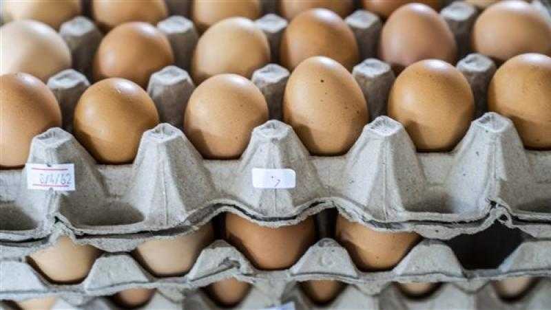 القرش: كرتونة البيض بـ150 جنيها في منافذ الزراعة الثابتة والمتحركة