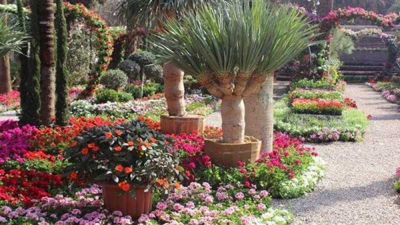 تمتص ثاني أكسيد الكربون.. القومي للبحوث يوضح أهمية زراعة النباتات