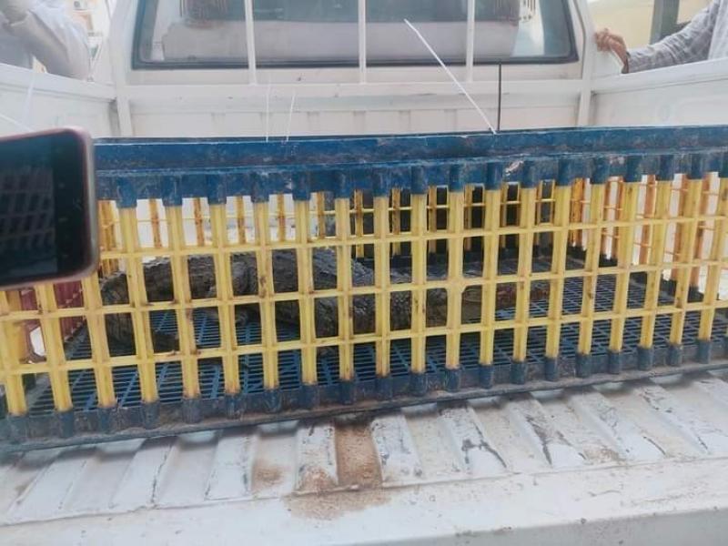 ضبط «التمساح» الهارب بواحة سيوة.. وتسليمه في مطروح | صور
