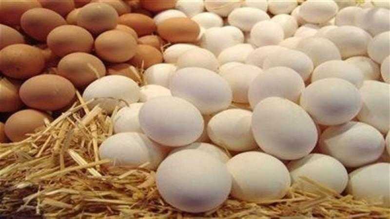رئيس شعبة الدواجن: استيراد البيض تسبب في تراجع الأسعار