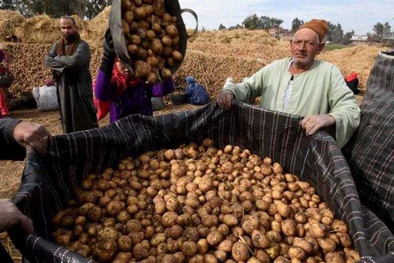 الزراعة تطرح تقاوي بطاطس بـ69.5 ألف جنيه للطن دعما لصغار المزارعين