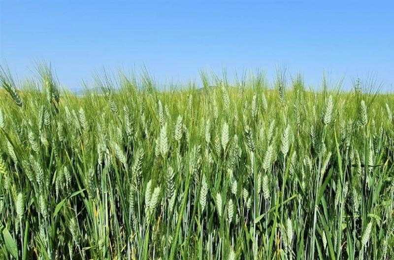 مركز معلومات تغير المناخ: يجب الانتهاء من زراعة القمح خلال 3 أسابيع