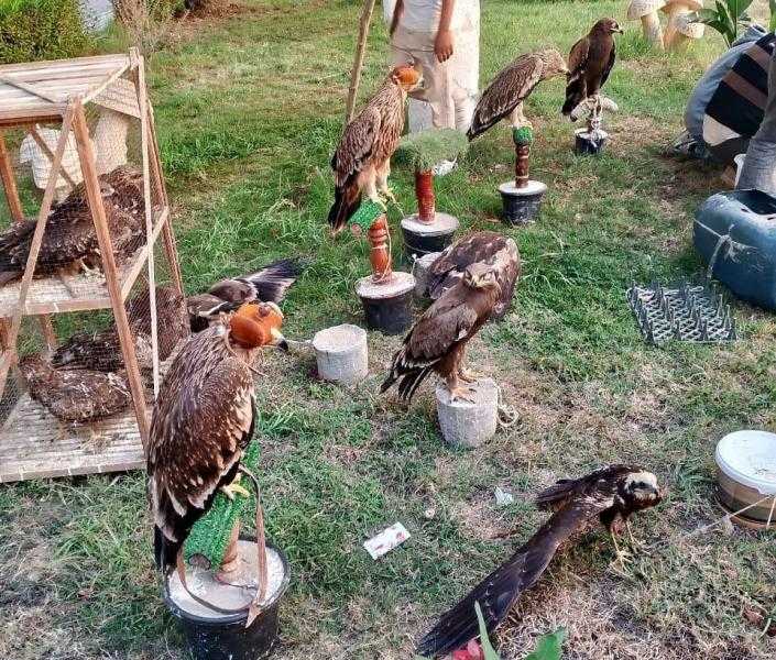 البيئة تنجح في إنقاذ 20 حيواناً مهدداً بالانقراض بالتعاون مع شرطة البيئة والمسطحات