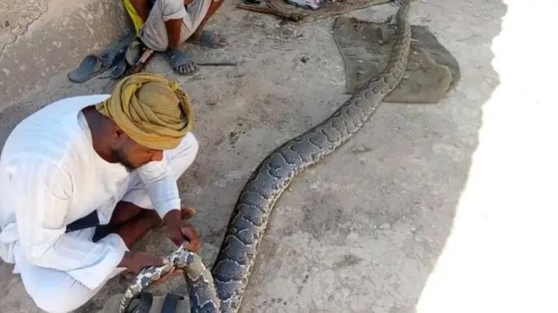 ثعابين الأصلة العملاقة تثير الرعب في جزيرة سودانية