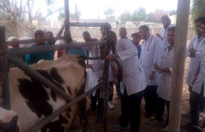 برنامج شامل لعلاج إناث الأبقار والجاموس في محافظة دمياط