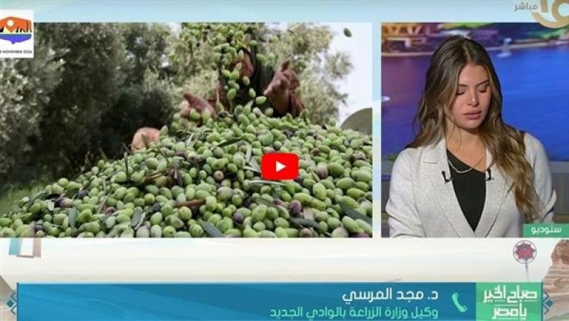 الزراعة: نستهدف زراعة 25 ألف فدان زيتون بأجود الأصناف العالمية بالوادي الجديد