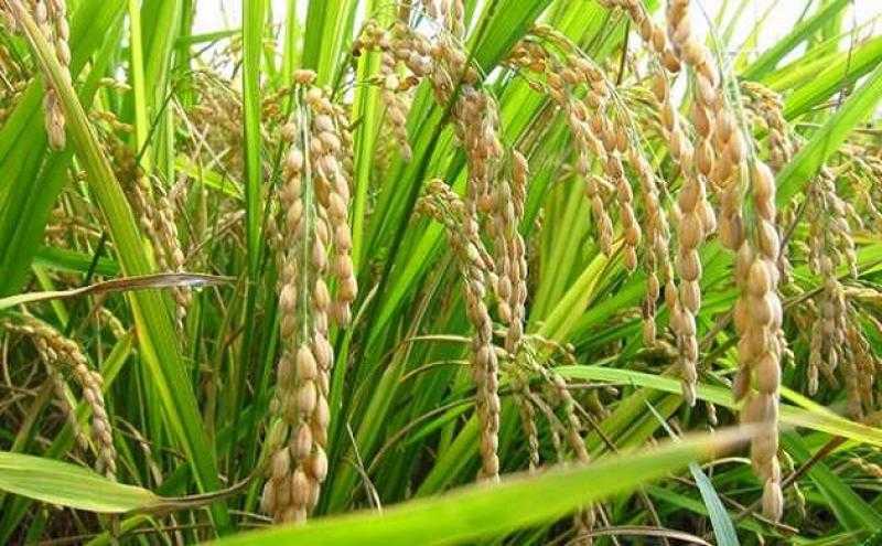 حقيقة رفض المزارعين بيع محصول الأرز الجديد وارتفاع سعره