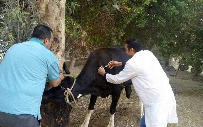 فحص المواشي في قافلة بيطرية مجانية بقرية مباشر بالشرقية