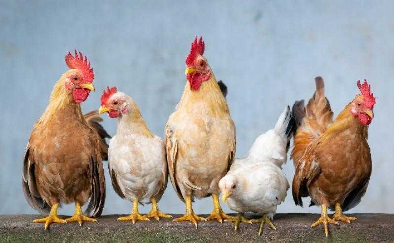 البانيه بـ175 جنيها والبط بـ130 جنيها.. أسعار الدواجن اليوم الخميس في الأسواق