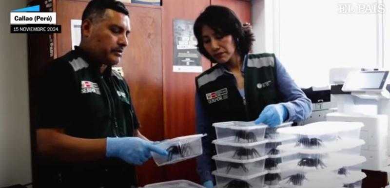 شاهد.. بيرو تعتقل شخص حاول تهريب 439 عنكبوتا ونملة وأم أربعة وأربعين بربطهم حول جسده