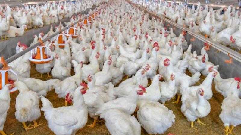 اتحاد الدواجن: تراجع أسعار الفراخ في الأسواق بنسبة 30%