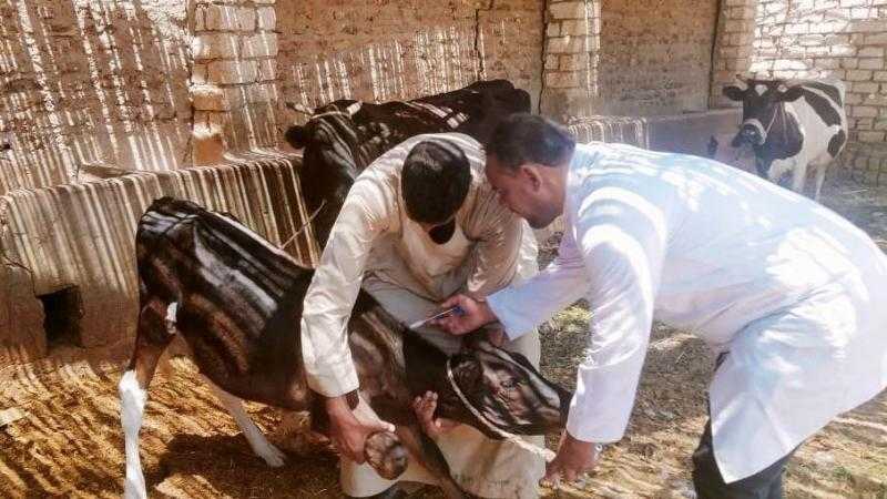 الطب البيطري الوقائي: 3 حملات طوال العام لتحصين الحيوانات ضد الحمى القلاعية