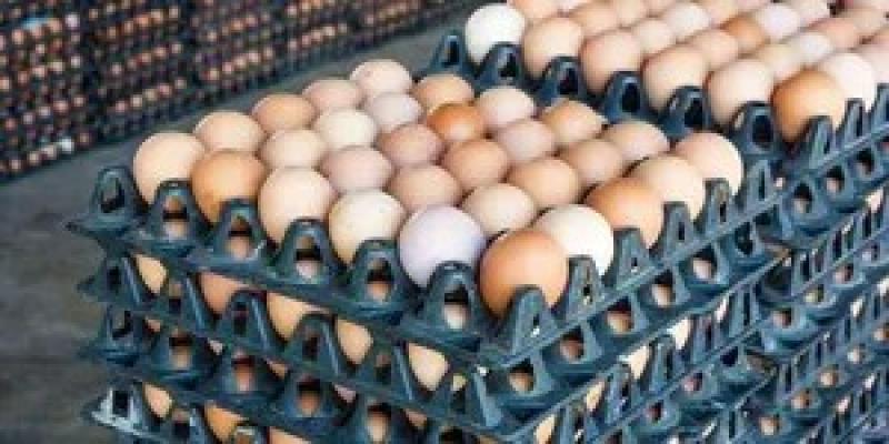 بدء ضخ البيض بالمجمعات الاستهلاكية وأسواق اليوم الواحد بأسعار بورصة الدواجن