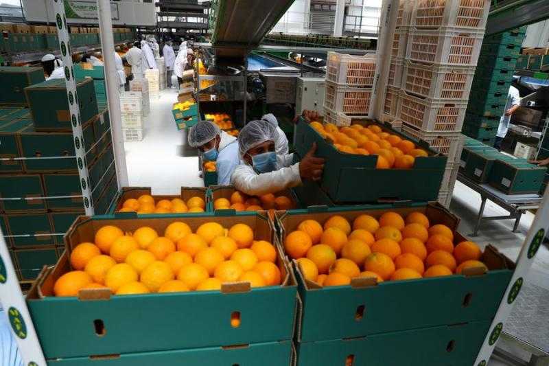 بدء تصدير الموالح المصرية إلى الأسواق العالمية لموسم 2024-2025
