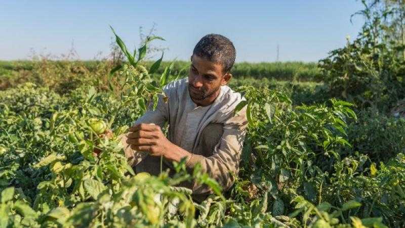 أستاذ اقتصاد: مصر وضعت القطاع الزراعي نصب عينيها الفترة الماضية