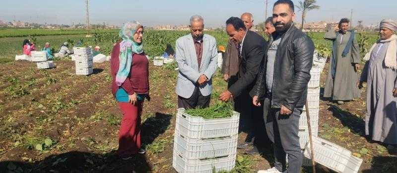 انطلاق حصاد الفاصوليا الخضراء بمساحة 3000 فدان لتصديرها للأسواق العالمية