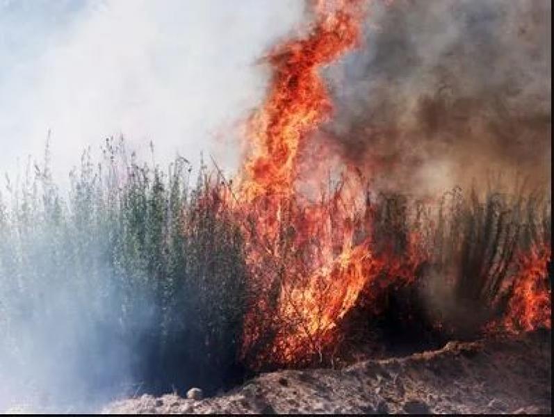 حريق ضخم يدمر 2200 فدان وعشرات المنازل في كاليفورنيا.. فيديو