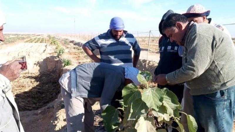 تكثيف الجهود الميدانية وتقديم خدمات إرشادية لمزارعي سيناء ضمن مبادرة مركز بحوث الصحراء