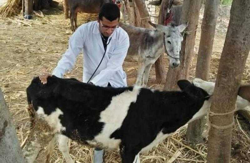 بيطري البحيرة:علاج 1180 رأس ماشية في مركز إيتاي البارود