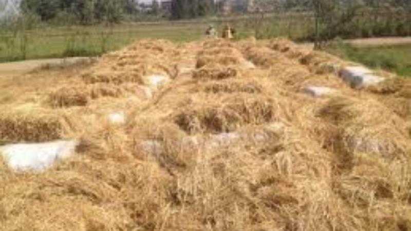وزيرة البيئة توضح الطريقة الجديدة لحرق قش الأرز