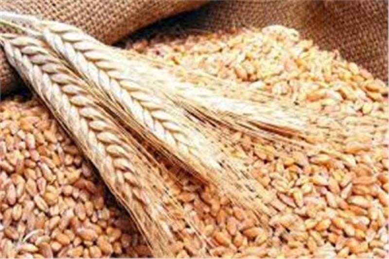 روسيا تخفض حصة تصدير القمح 63% في موسم 2024-2025