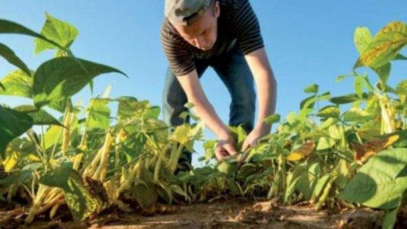 كاتب صحفي: قطاع الزراعة يشكل 12% من الناتج المحلي