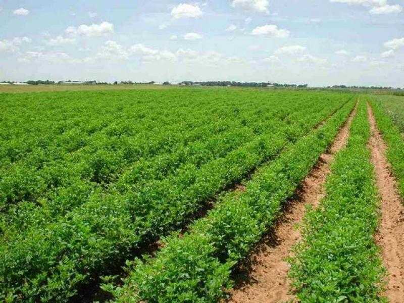 الإحصاء: 1.5% زيادة في إجمالي المساحة المنزرعة
