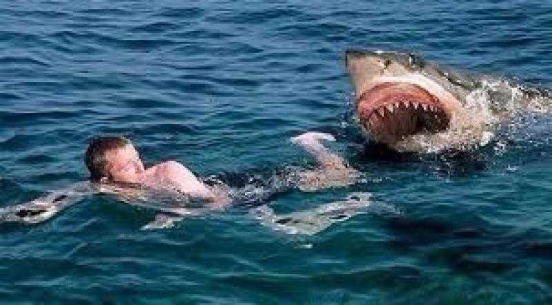 وفاة سائح وإصابة آخر.. وزيرة البيئة تتابع حادث هجوم قرش بمنطقة شمال مرسى علم