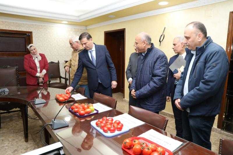 الزراعة تنجح فى استنباط 8 أصناف جديدة من تقاوى الطماطم