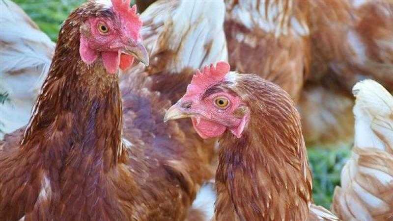 أسعار الدواجن اليوم الجمعة 3 - 1 - 2025