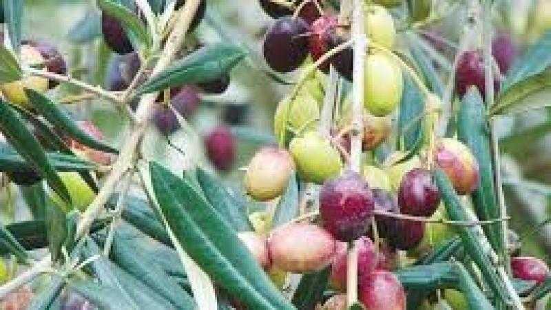 اتحاد منتجى ومصدري الحاصلات البستانية يشكل الهيكل الإداري للمجلس النوعي للزيتون