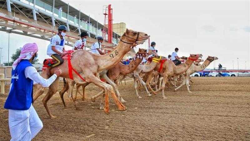 انطلاق ختامي سباق الهجن في مدينة العلمين بمشاركة 500 متسابق